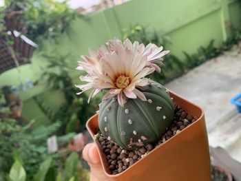 Close-up of flower pot