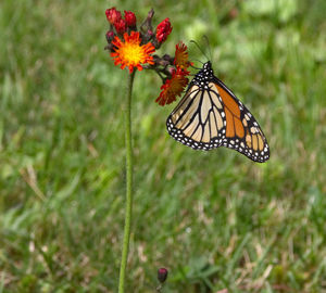 Close-up of butterfly on flower