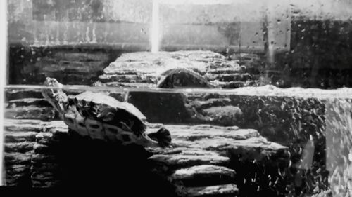 Close-up of turtle in water