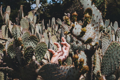 Cropped hand amidst cactus