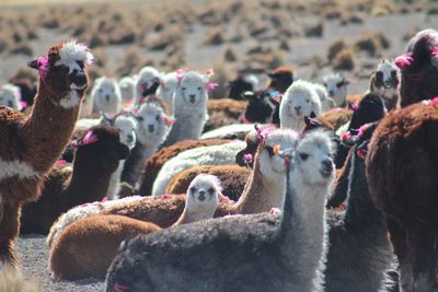 Close-up of sheep on field