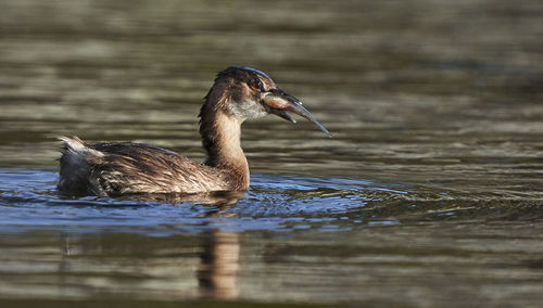 Duck swimming in lake