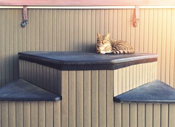 Cat lying on wood at home