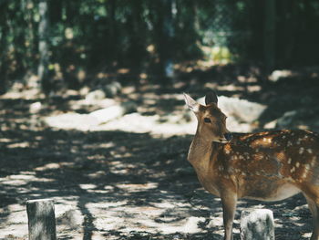 Portrait of deer