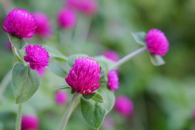 Close-up of pink flowering plant