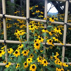 Close-up of yellow flowering plants by fence