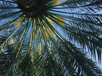 Low angle view of palm tree against sky