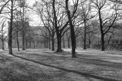 Bare trees in forest