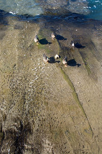 High angle view of birds on beach