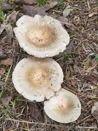 High angle view of mushroom growing on field