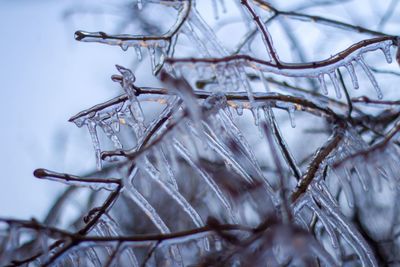 Close-up of icicles on branch