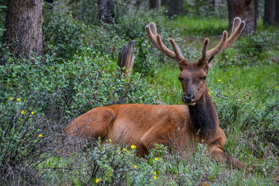 Deer in a forest