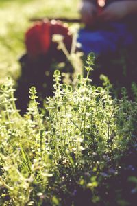 Close-up of plants growing in field