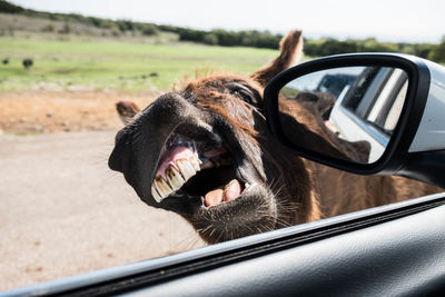 Close-up of donkey by car window