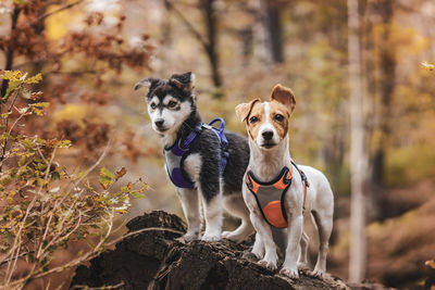 Tsunami the jack russell terrier and kuma the siberian husky mix puppy pose in a fall time forest