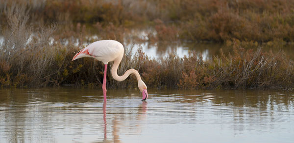 Pink flamingo looks for food in the molentargius pond in cagliari, southern sardinia