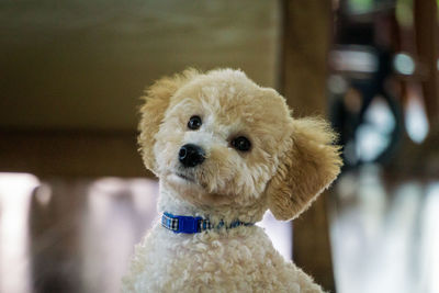 Close-up portrait of a dog