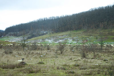 Trees on field in forest against sky