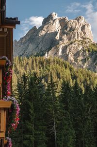 Trees and plants growing on rock against sky