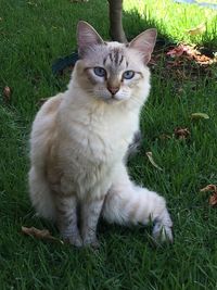 Portrait of cat sitting on grass