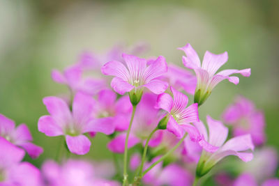 Close-up of pink flowering plant