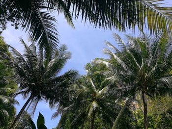 Low angle view of trees against sky