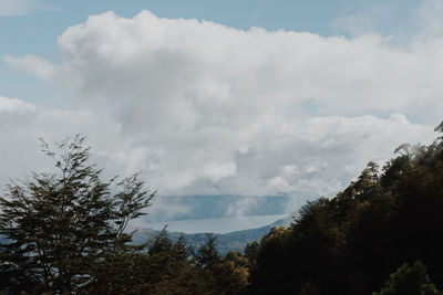Low angle view of trees against sky
