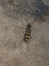 High angle view of insect on wall