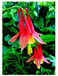 Close-up of red flower