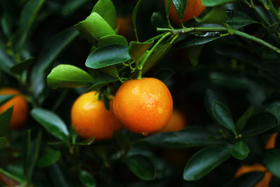 Close-up of orange fruits hanging on tree