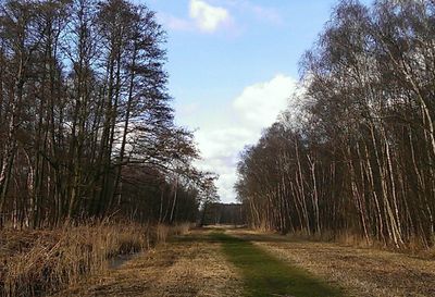 View of trees along road