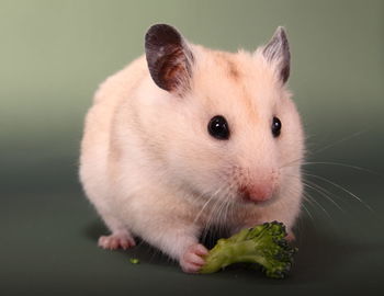 Close-up of golden hamster eating broccoli against colored background