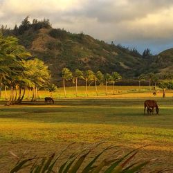 Scenic view of grassy field against cloudy sky