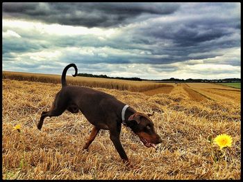 Scenic view of field against cloudy sky