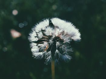 Close-up of dandelion against blurred background