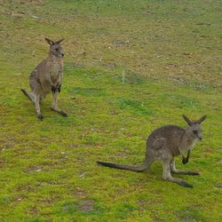 Animal grazing on grassy field