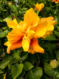 Close-up of day lily blooming outdoors