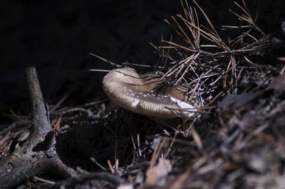 Close-up of dried plant on field