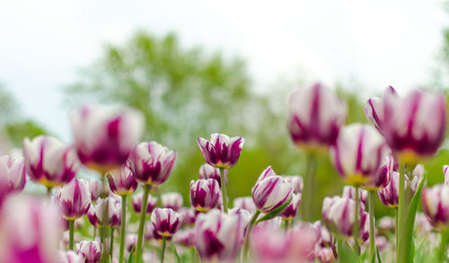 Close-up of pink flower blooming in field