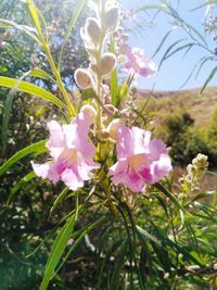 Close-up of pink flowers blooming on tree