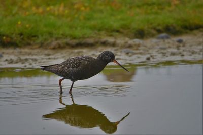 Bird on a lake