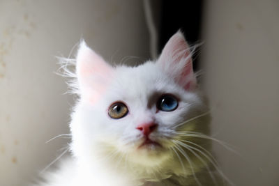 Close-up portrait of white cat