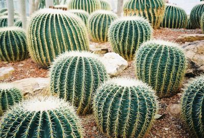 Close-up of succulent plant on field