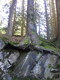 Moss growing on tree trunk in forest