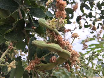 Low angle view of lizard on tree