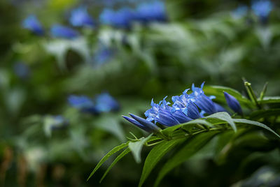 Close-up of purple flowering plant