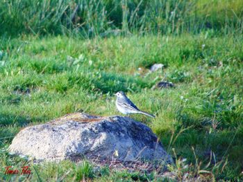 Bird on field