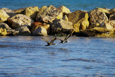 View of birds on rock