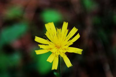 Close-up of yellow flower blooming outdoors