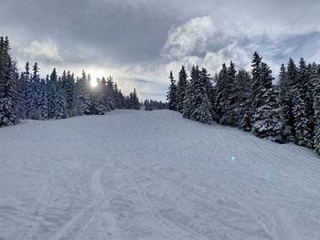 Snow covered land and trees against sky